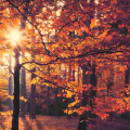 Herbstwald