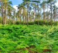 Waldpanorama